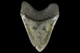 Fossil Megalodon Tooth - South Carolina #116701-1